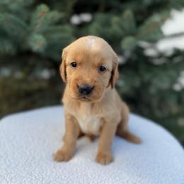 Cream Collar Girl - Golden female Golden Retriever puppy in Salt Lake City, Utah from Deseret Peak Goldens