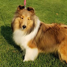 Sparkle - Shetland Sheepdog