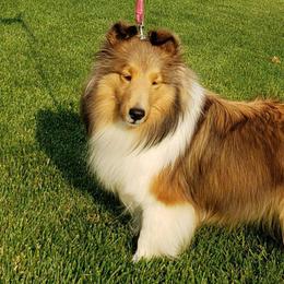 Sparkle - Shetland Sheepdog