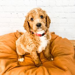 Grumpy - Goldendoodle puppy in Lehi, Utah from Larsen Litters