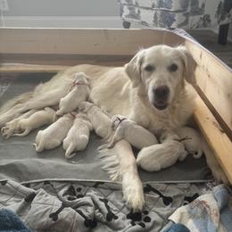 Golden Retriever Puppies from Lakeshore Goldens FXBG