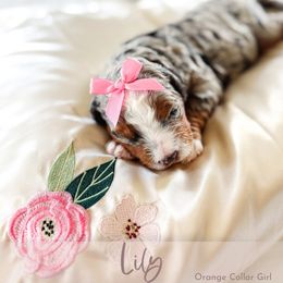 Lily - Blue merle female Bernedoodle puppy in Mahomet, Illinois from Jordan Family Doodles