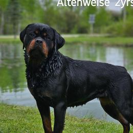 NINA - Rottweiler