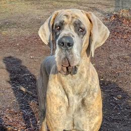 HELIOS - Great Dane