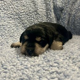 Millie - Black and silver female Miniature Schnauzer puppy in Winterville, Georgia from Patty’s Little Pups