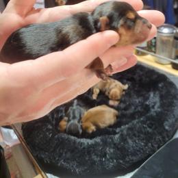 Traditional Male - Black and tan male Yorkshire Terrier puppy in Overland, Missouri from Kim's Yorkshire Terriers
