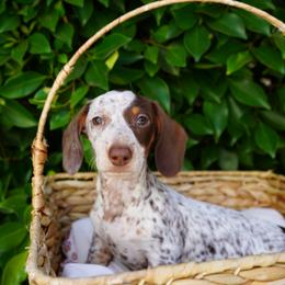 Rocco - Dapple male Dachshund puppy in Temecula, California from Naomi Magee's Dachshund Kennel