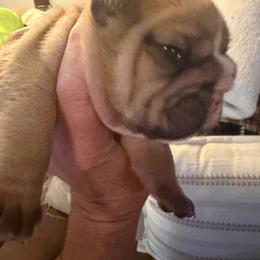 TBD - Fawn and white male Bulldog puppy in Bradleyville, Missouri from HurstBulldogs