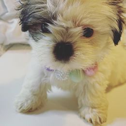 Shih Tzus from Shih Tzus Loved by Erica