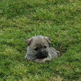 Cairn Terrier Puppies from Ferguson's Cairn Terriers