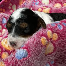 Girl - Black and white female Aussiedoodle puppy in Conklin, Michigan from Lake Michigan Couture Cavapoos & Cockapoos