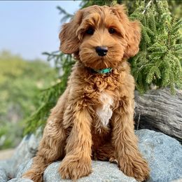 Australian Labradoodle Puppies from Starlight Ridge Australian Labradoodles
