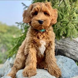 Australian Labradoodle Puppies from Starlight Ridge Australian Labradoodles