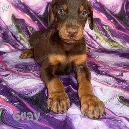 Gray Collar - Red and rust male Doberman Pinscher puppy in Louisville, Kentucky from Ruiz Dobermans