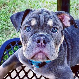 Bulldogs and French Bulldogs from Shine Sky Kennel