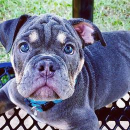 Bulldogs and French Bulldogs from Shine Sky Kennel