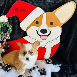 Barron - Red male Pembroke Welsh Corgi puppy in Cashion, Oklahoma from Shabby Chic Corgis