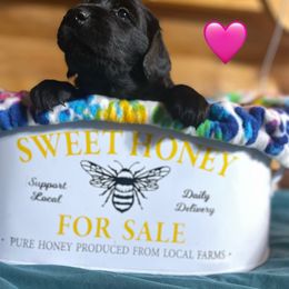 Sizzle - Black female Flat-Coated Retriever puppy in Park Rapids, Minnesota from Catori