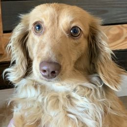 Willow - Dachshund