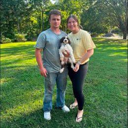 Myrtle - Red male Aussiedoodle puppy in Cleveland, Tennessee from C&S Kennels