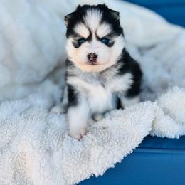 Ruger - Black and white male Pomsky puppy in Yavapai County, Arizona from Pawsh Pomskies