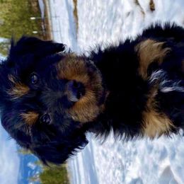 Ol Red - Aussiedoodle puppy in Stevensville, Montana from The Highland Shepherds & Doodles