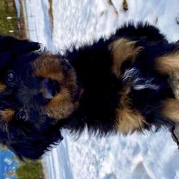Ol Red - Aussiedoodle puppy in Stevensville, Montana from The Highland Shepherds & Doodles