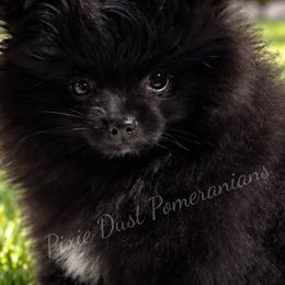 Pomeranians from Sunshines Pomeranians