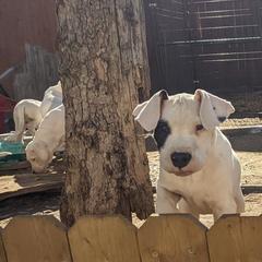Dogo Argentino Puppies from De la Fuerza de Dios