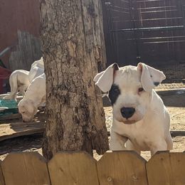 Dogo Argentino Puppies from De la Fuerza de Dios
