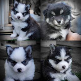 Pomsky Puppies from Purely Pomskies