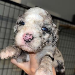 Rex - Merle male Sheepadoodle puppy in Lumberton, Mississippi from Doris’ Darlin Doxies & Doodles