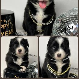 (1) Spur - Black tri male Miniature Australian Shepherd puppy in Huntington, Texas from JKKJ Farms