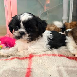 Richie - Black and white male Shih Tzu puppy in Hemet, California from Aloha Shih Tzu