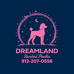 Poodle puppies from Dreamland Standard Poodles