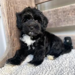 Vega - Black and chalk female Australian Labradoodle puppy in Myrtle Beach, South Carolina from GWagz