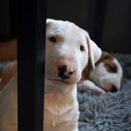 Bull Terrier Puppies from Virtue Bull Terriers