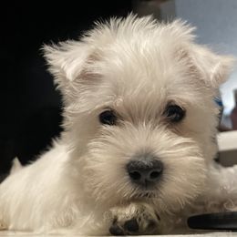 West Highland White Terrier Puppies from Briana Faulk