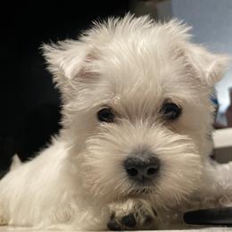 West Highland White Terrier Puppies from Briana Faulk