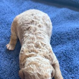 Puck - Apricot male Poodle puppy in St. Johnsbury, Vermont from Poodles of the Northern Woods