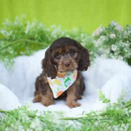 Kiwi - Brown male Cavapoo puppy in Bellingham, Washington from My Sweet Poodles and Doodles