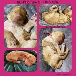 Apricot Grizzle - Pink Collar Girl - Apricot female Poodle puppy in Charlo, Montana from Heavenly Hilltop Farm