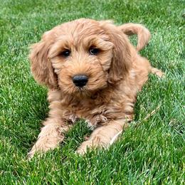 Aspen's Blue Female - Apricot female Goldendoodle puppy in Great Falls, Montana from Montana Goldendoodles