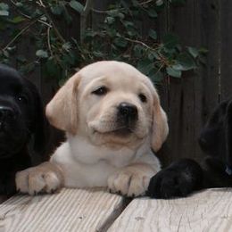 Labrador Retriever Puppies from Timber's Labradors