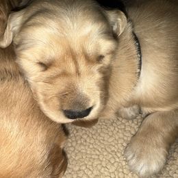 Yellow Girl - Golden female Golden Retriever puppy in Rockwell, North Carolina from KnL Golden Acres