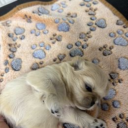 Australian Shepherd and Shih Tzu Puppies from Ford Hollow Farms Shih Tzus and Australian Shepherds