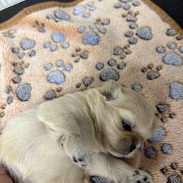 Australian Shepherd and Shih Tzu Puppies from Ford Hollow Farms Shih Tzus and Australian Shepherds