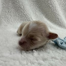 Boy 1 - Apricot male Maltipoo puppy in Denair, California from 209PuppiesCaliforniaMaltipoo