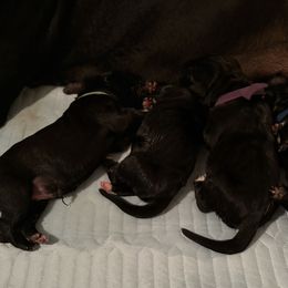Green - Black male Cane Corso puppy in Sullivan, Missouri from Midwest Cane Corso in Action