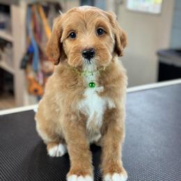 Ticket - Apricot male Goldendoodle puppy in Wharton, Texas from Little Fur Friends